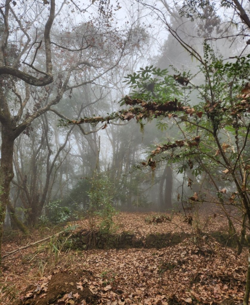 【中級山】芝生毛台山，芝生毛台山西峰，秀巒軍艦岩，屯野生步道，屯野生砲台_2745120