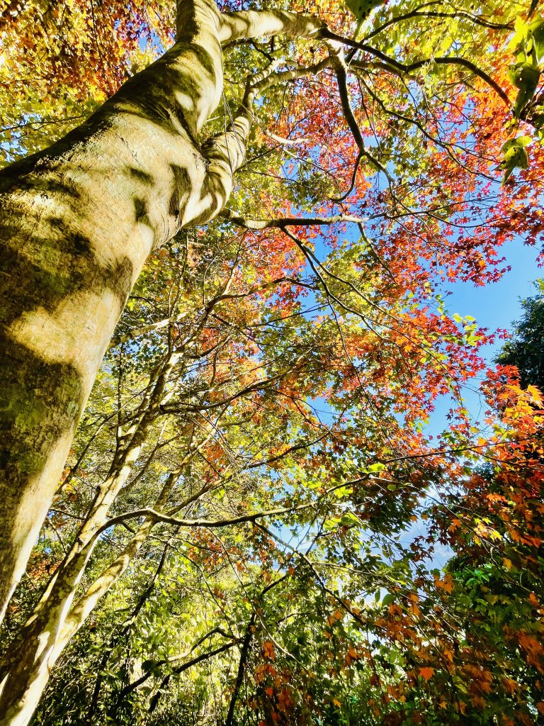 馬拉邦山-楓情萬種_1545577