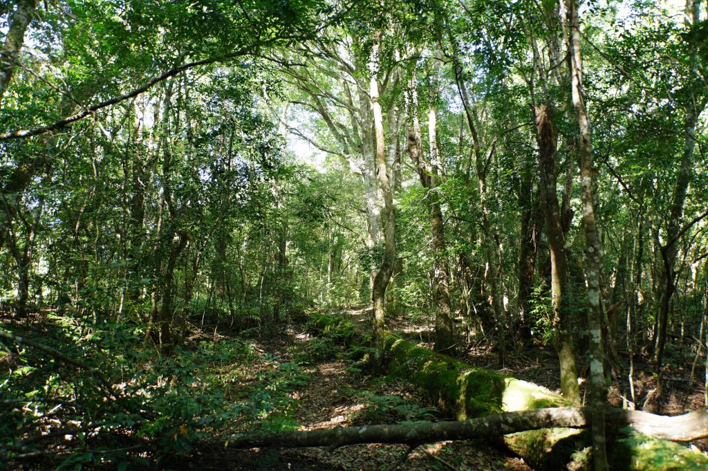 新竹 尖石 屯野生台山、石麻達山、錦屏山_2904269