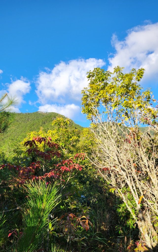 【中級山縱走】羅馬縱走，走進神木的夢幻童話森林世界_2943169