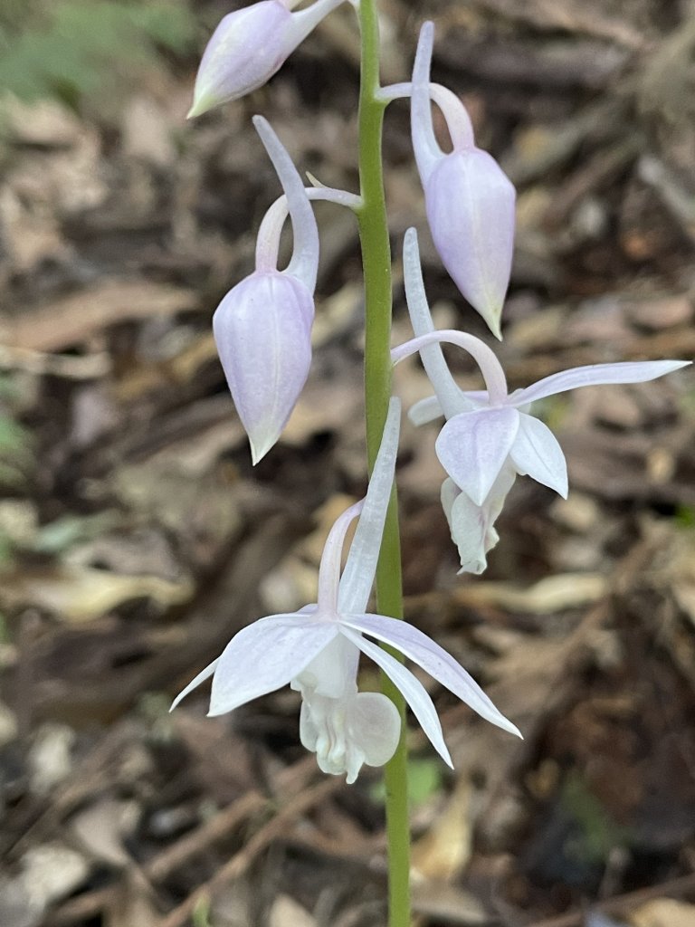 2020/03/12 那結山＆貴妃山 O形縱走_1650309