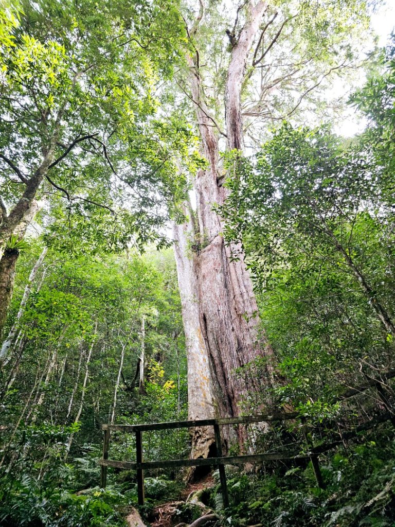 北得拉曼巨木步道-新竹縣尖石鄉_2663509