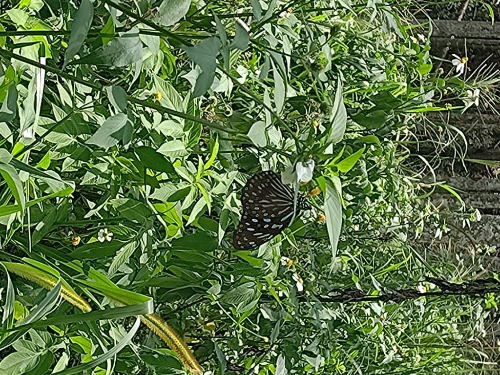 華山4-2號步道上雲嘉連峰_2579301