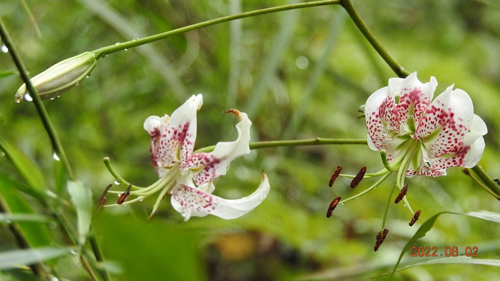 石碇二格山/雲海國小/永安社區&坪林開眼崙/南山寺&平溪靈巖寺_1790207
