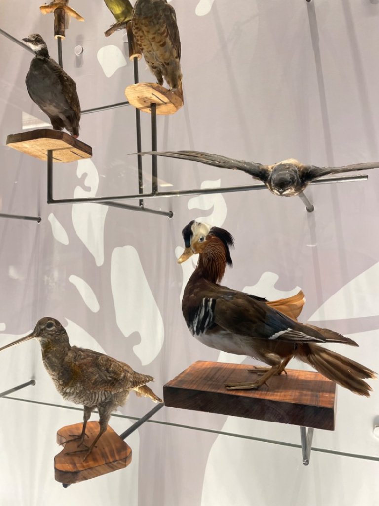 雨天備案💙 台灣博物館的古生代館-台大動植物館免費參觀-北投♨️季_2799007