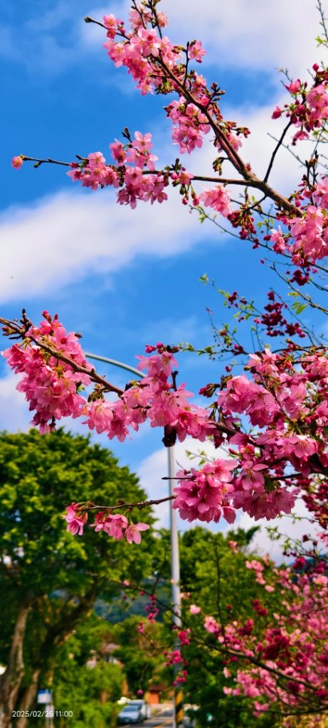 追花是簡單的快樂，賞花是恬淡的幸褔 2/25_2720159