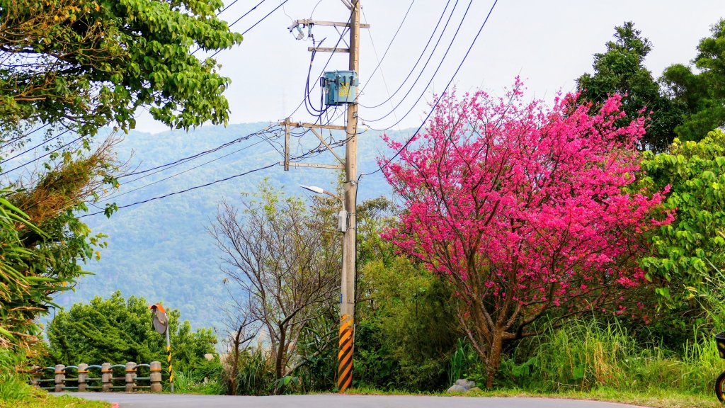 鵝尾梯田櫻花巷_2989347