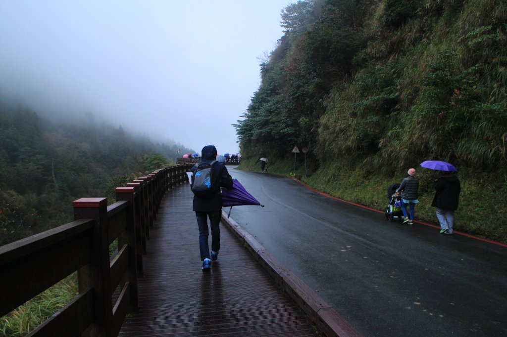 太平山莊後原始林道 20181117封面圖