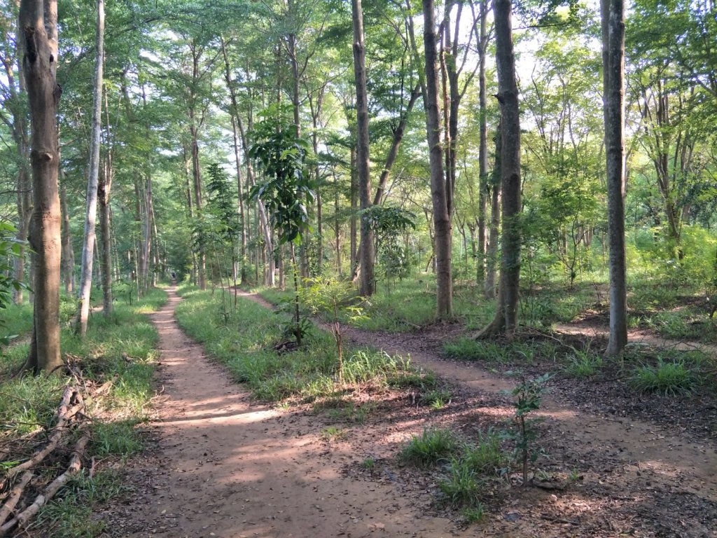 西瓜山森林步道(虎山森林步道)_1461401