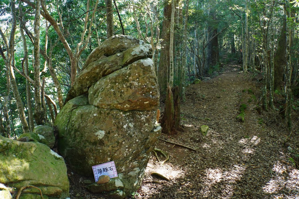 新竹 尖石 屯野生台山、石麻達山、錦屏山_2904275
