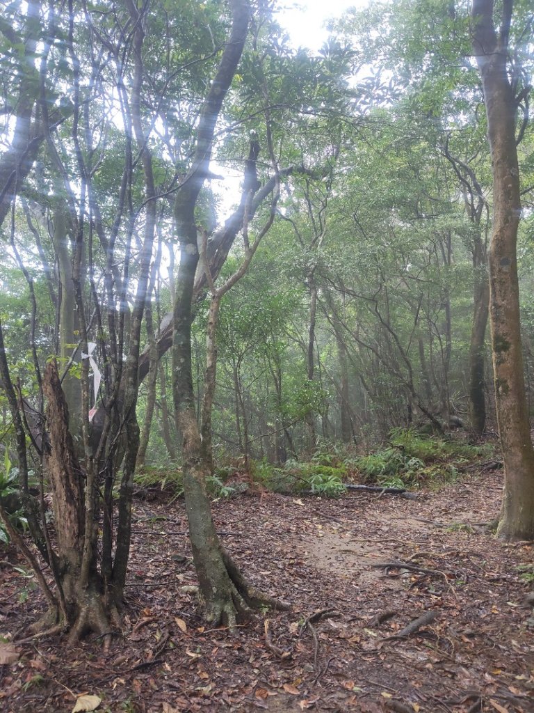 微笑山線：【五分山系】菁桐煤礦段_2954746