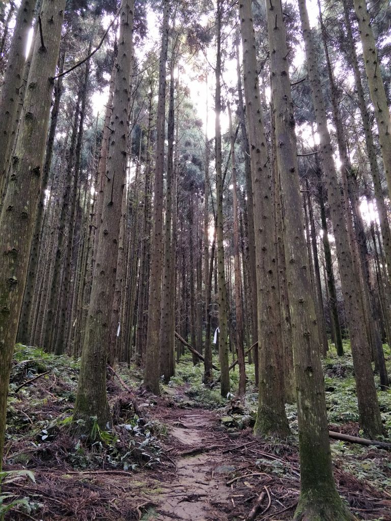 2018 03 10 南庄向天湖山步道_283871