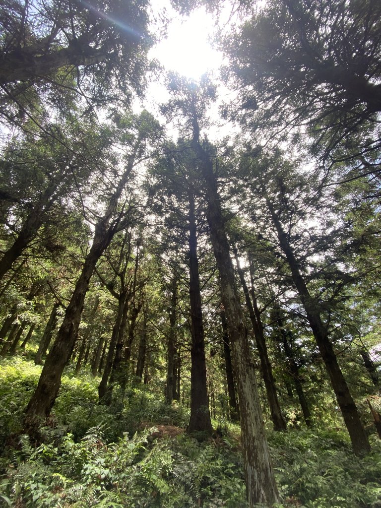 20240714長壽山(肥崠山)山徑_2556869