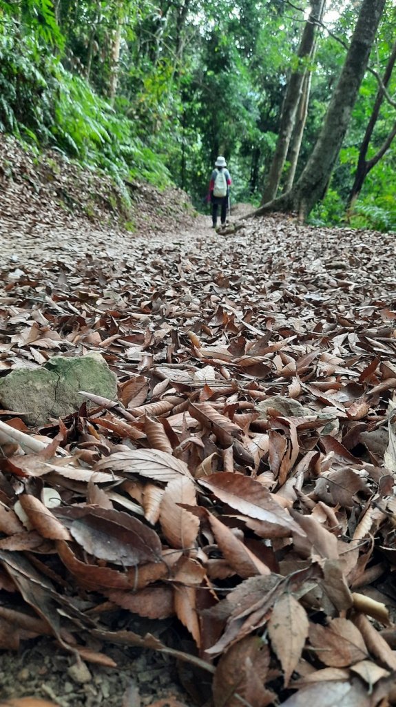 《苗栗》馬那邦山｜ 上湖線＞天然湖O巡20210220_1277427