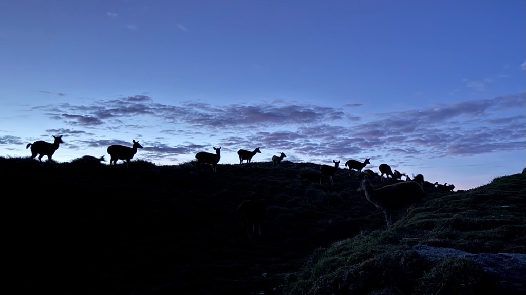 能高安東軍 被水鹿包圍的奇幻冒險旅程_2811215