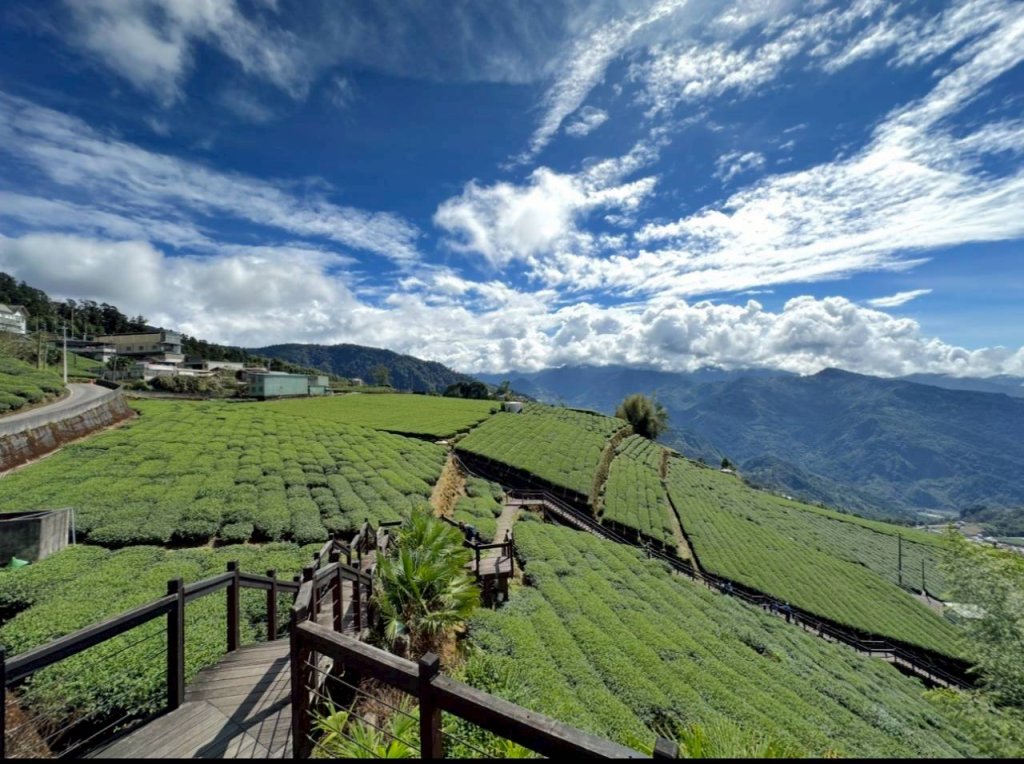 20251029石棹茶、霧、雲、霞、櫻、愛之道 樂野山 霹靂山封面圖