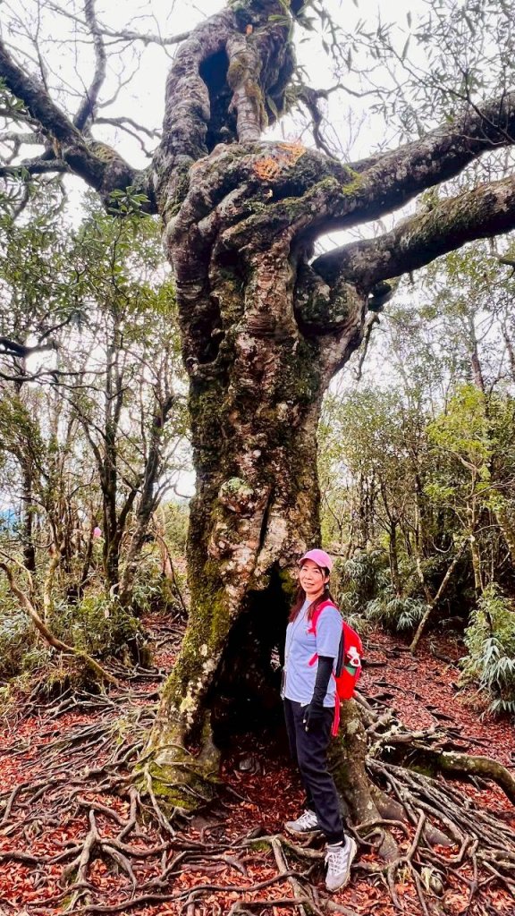 🌈12/28（日）北得拉曼神木+內鳥嘴山✨FB：熊熊趴爬走🌈_2971285