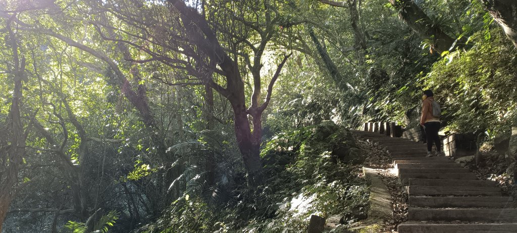 20221225_馬胎古道(古道上竹59下)_1967911