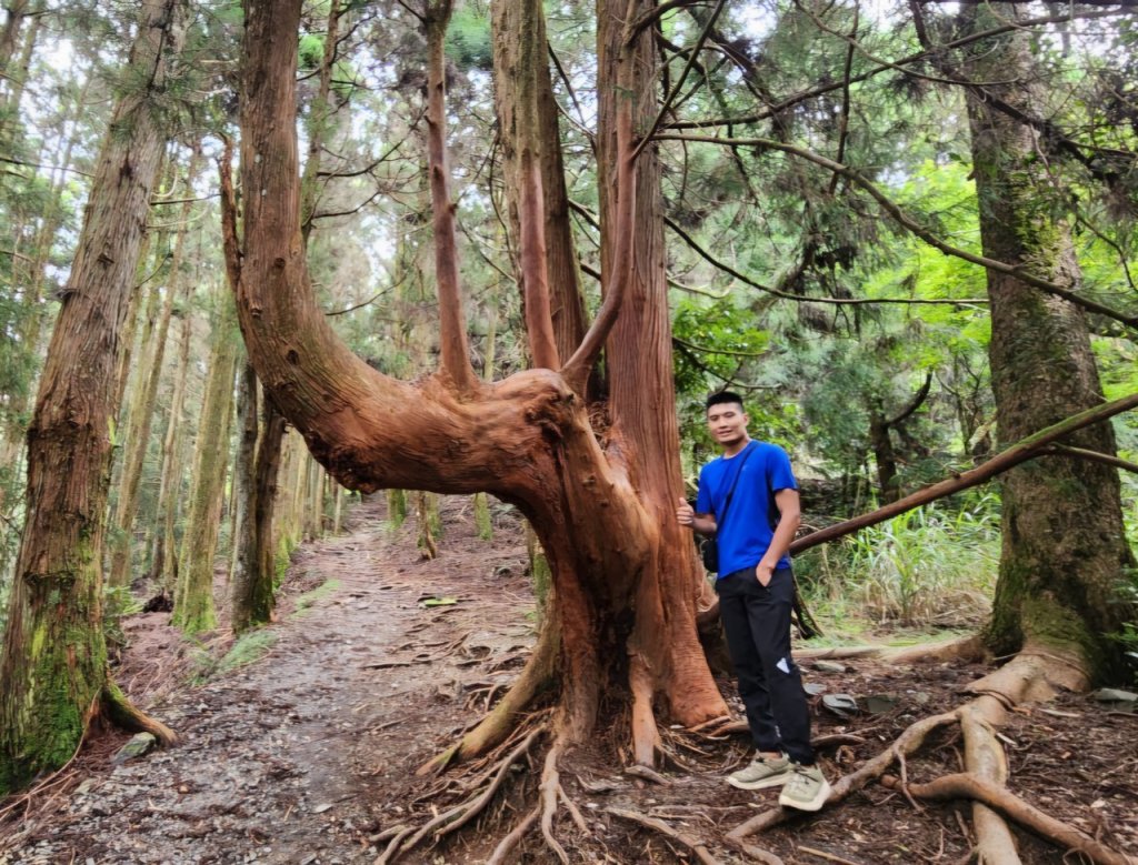 【中級山】五星級步道，谷關七雄馬崙山（八壯士進，斯可巴出）_2744954