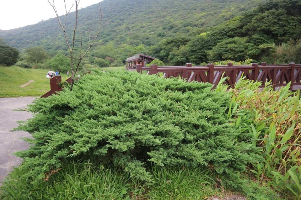 〔陽明山 〕面天山 向天山 向天池 二子坪步道。火山口湖 獨特生物蚌蟲 向天蝦（豐年蝦）_2235532