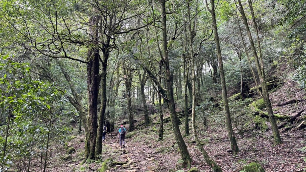 1100810鞍馬山工作站-小雪山資訊站封面圖