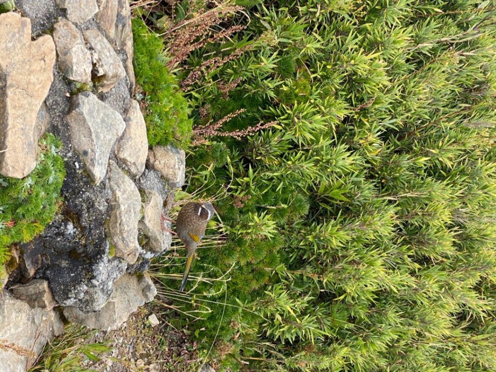 百岳#36合歡山主峰_1871549