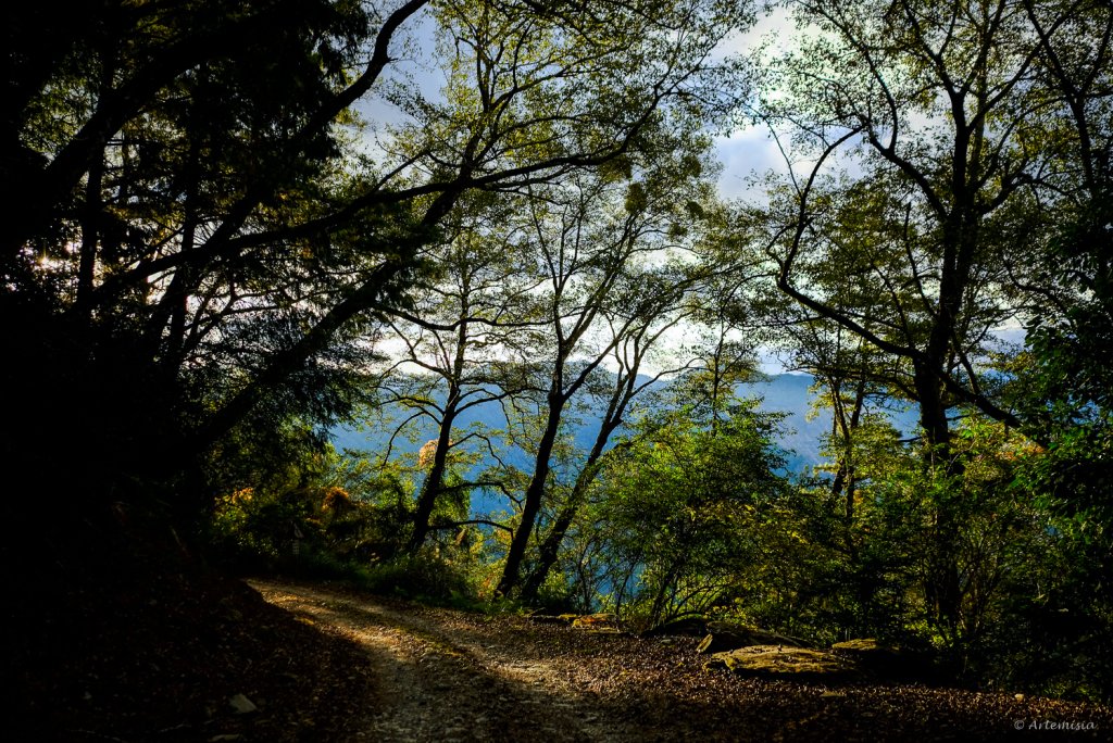 [冬訪大霸聖山岳參行]-大鹿林道東線榆金楓紅與九九山莊精選輯_2974609