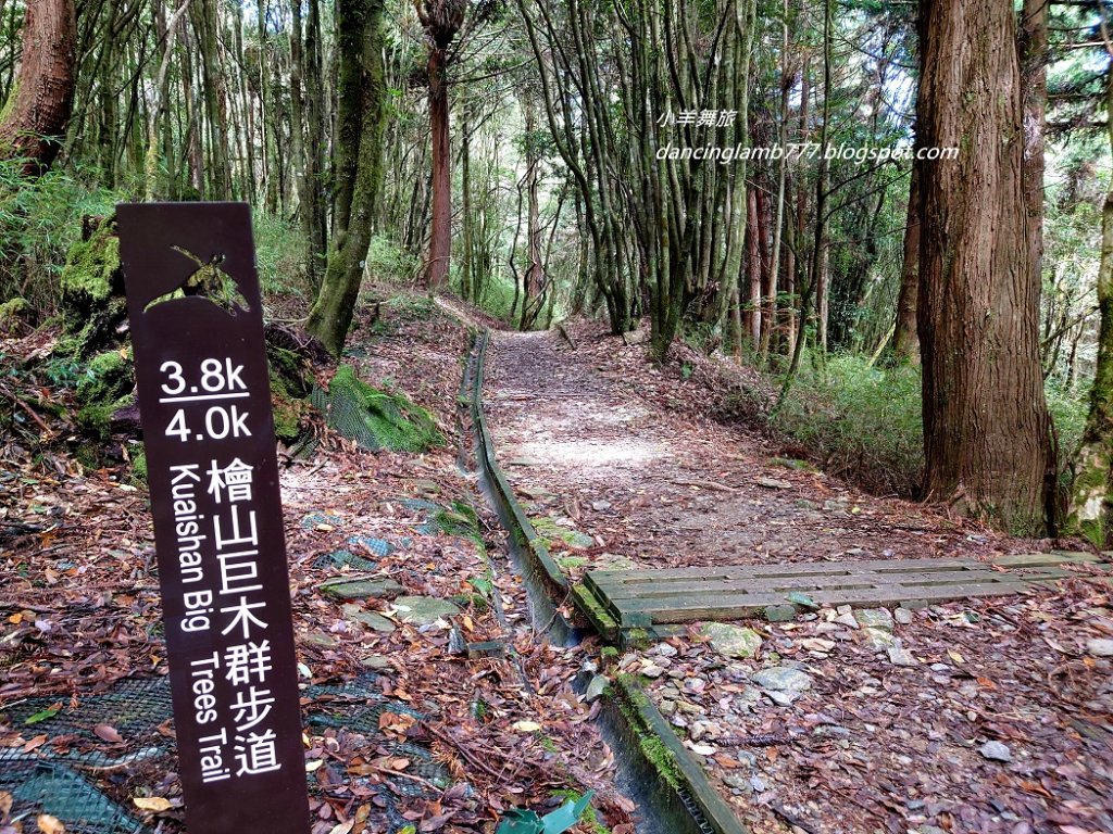 【新竹】觀霧森林遊樂區：檜山巨木群步道_2397403