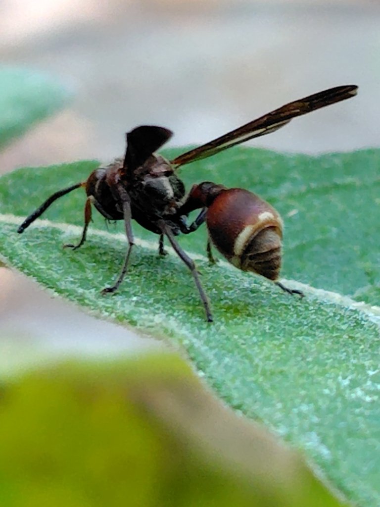 獅嶺峭壁封面圖