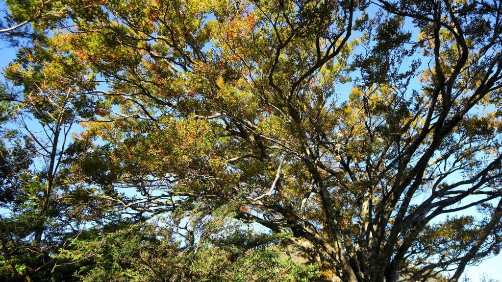 深秋限定~沒到過銅山別說看過山毛櫸_447122