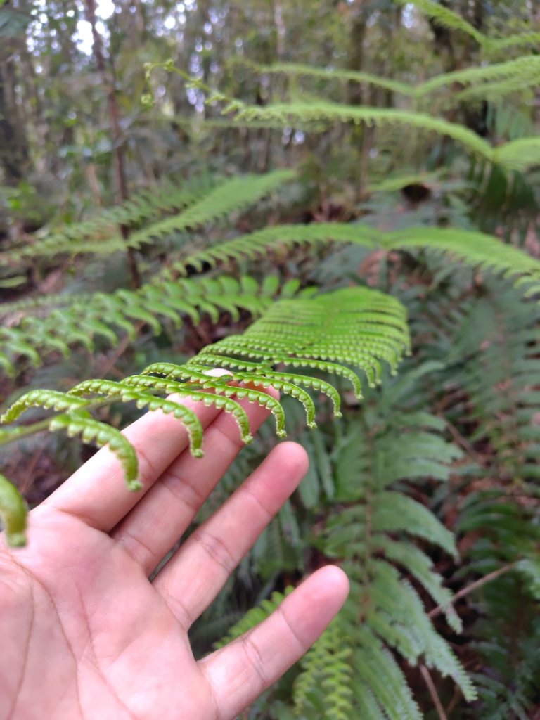 姑子崙山_2759207