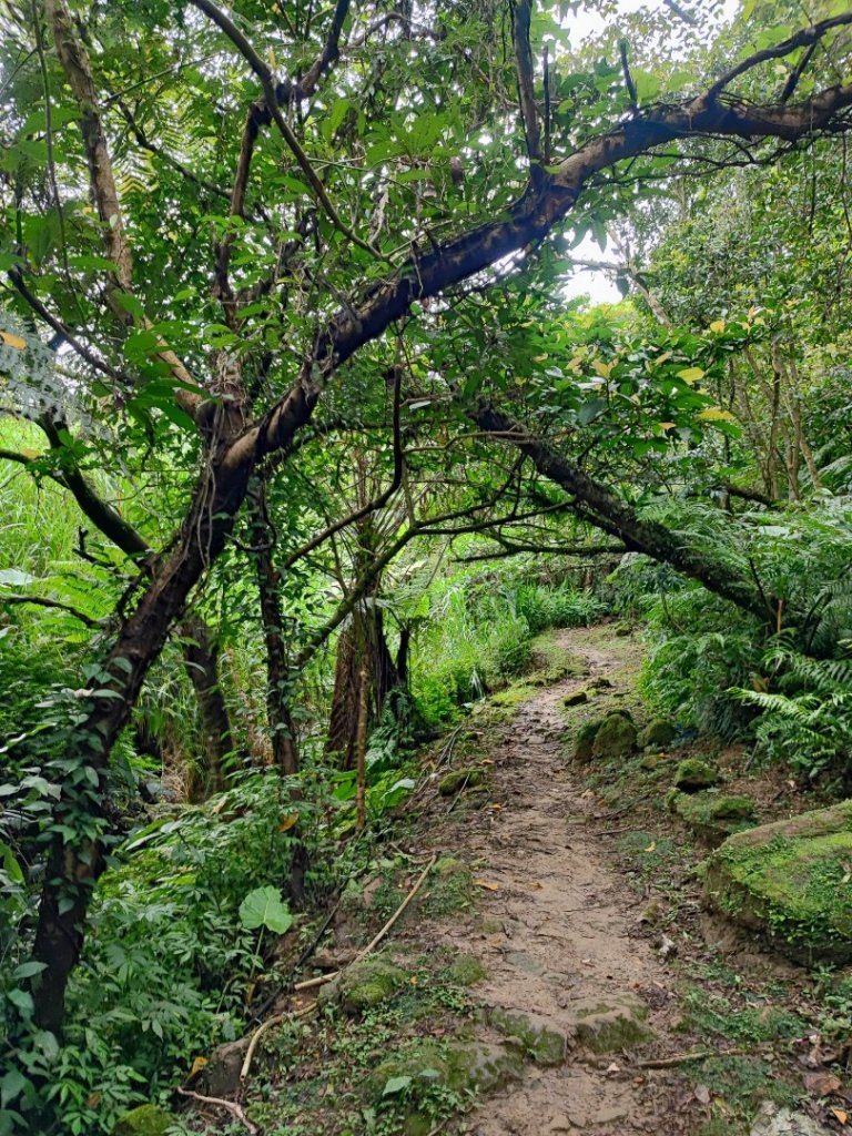 土庫岳-小百岳#14-新北市深坑區_2247858