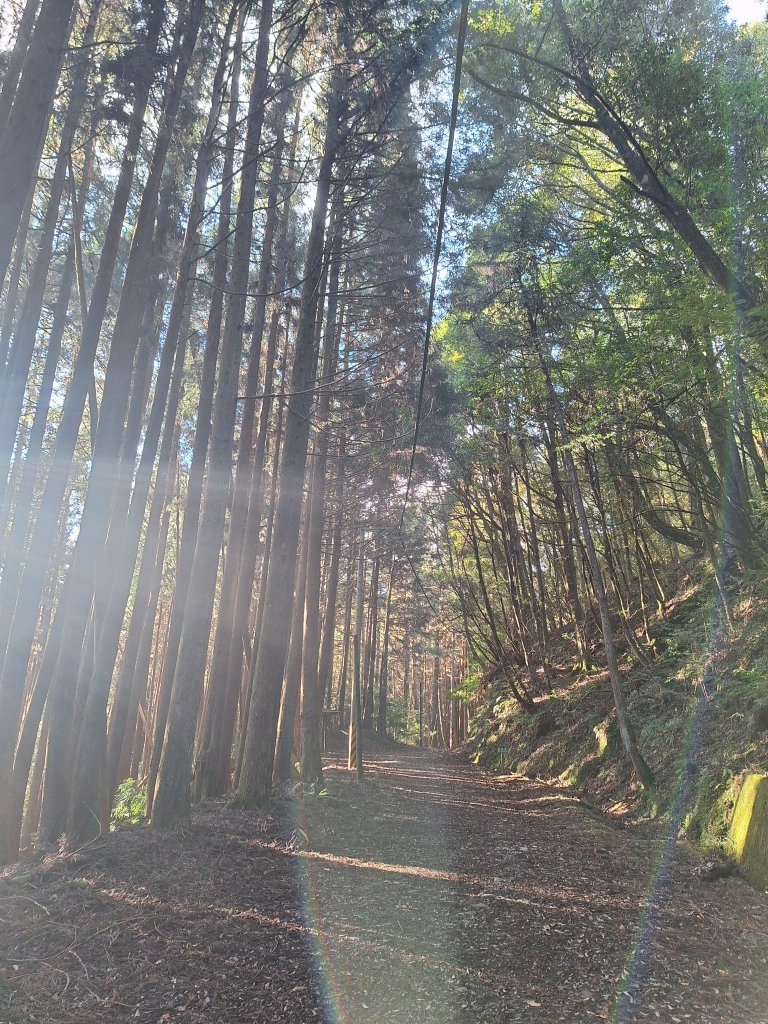 觀霧之榛山O型20241123_2653881