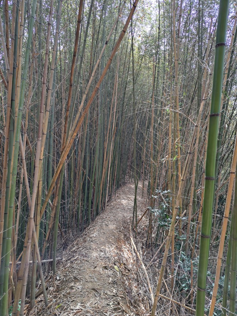 竹山八通關古道社寮段+陳東坑山+溪洲大山ｄ型走20230219_2037419