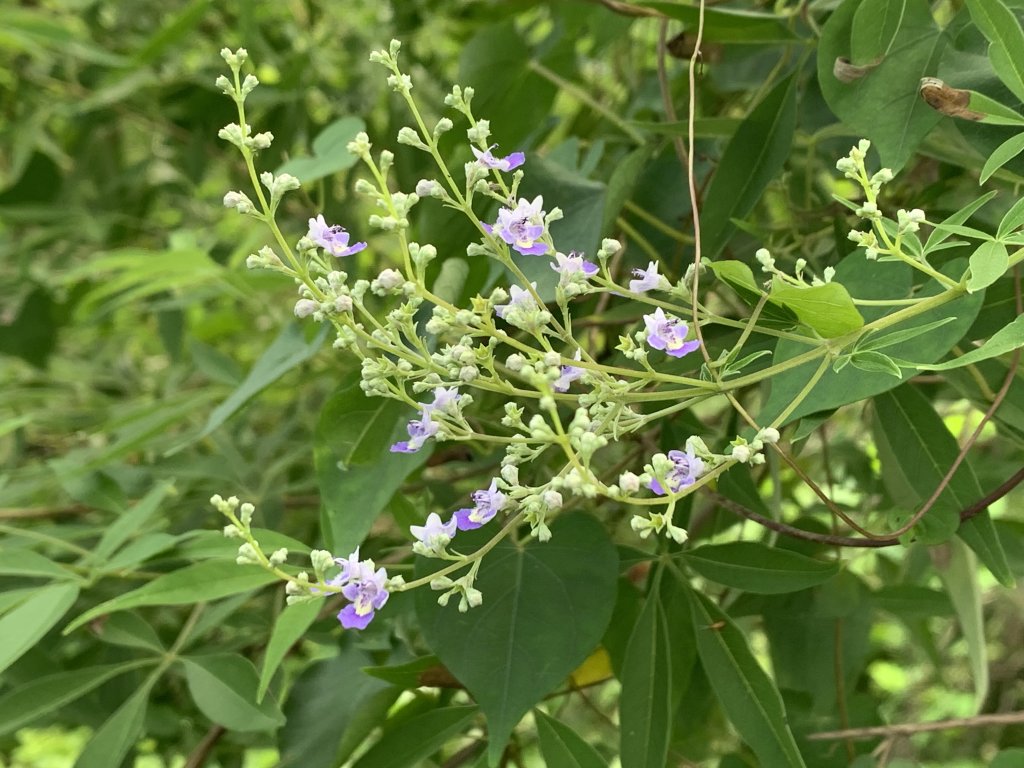 20240824屏東千金湖山_2581914