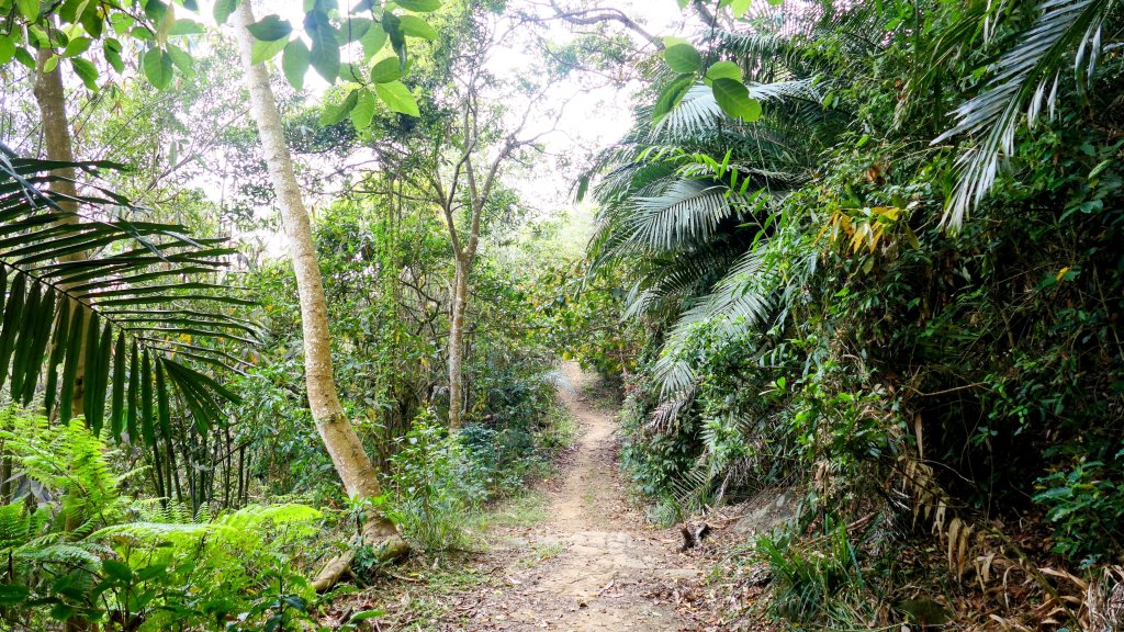 《臨江仙。木棉春色》_2735206