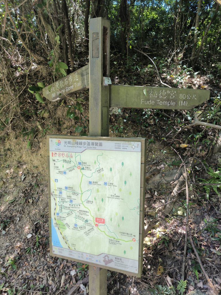 20250815微笑山線大棟山系百年大榕樹段_2859922