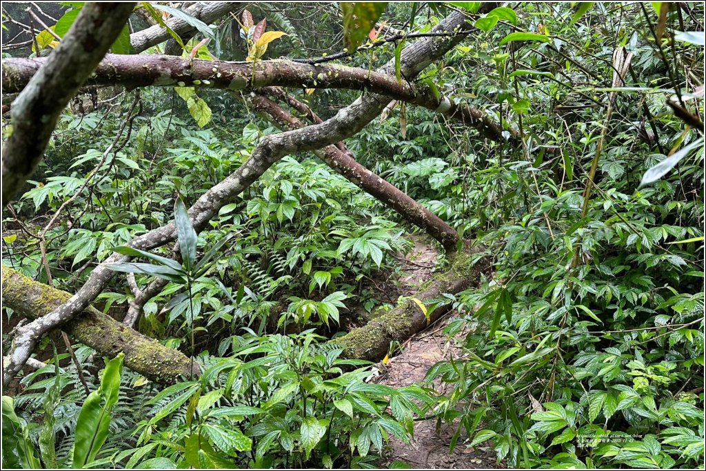 萬人山-2023年11月12日_2347837