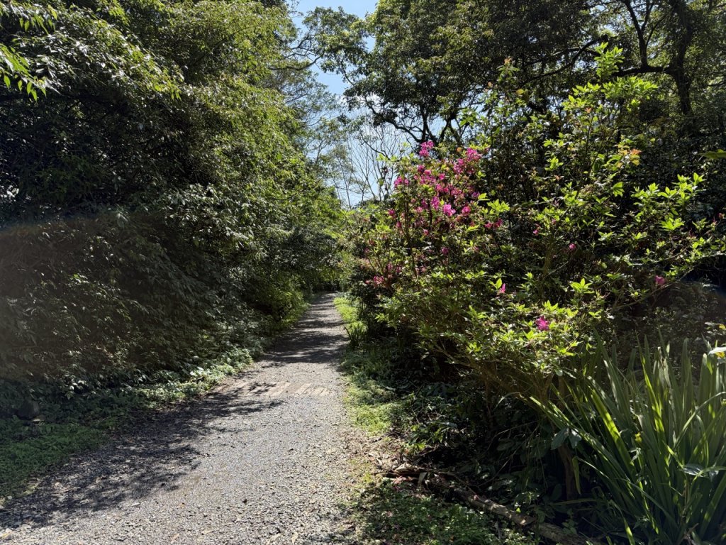 2025/03/21 聖母山莊 抹茶山 三角崙山_2935082