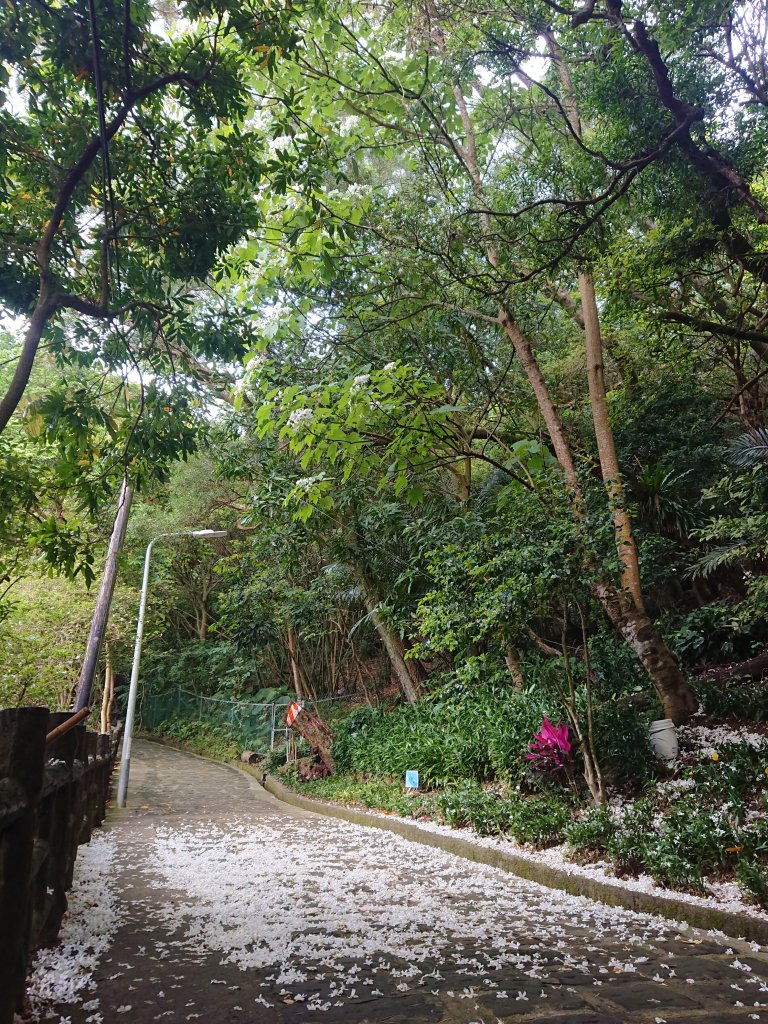 火焰山之桐花大爆發_2483342