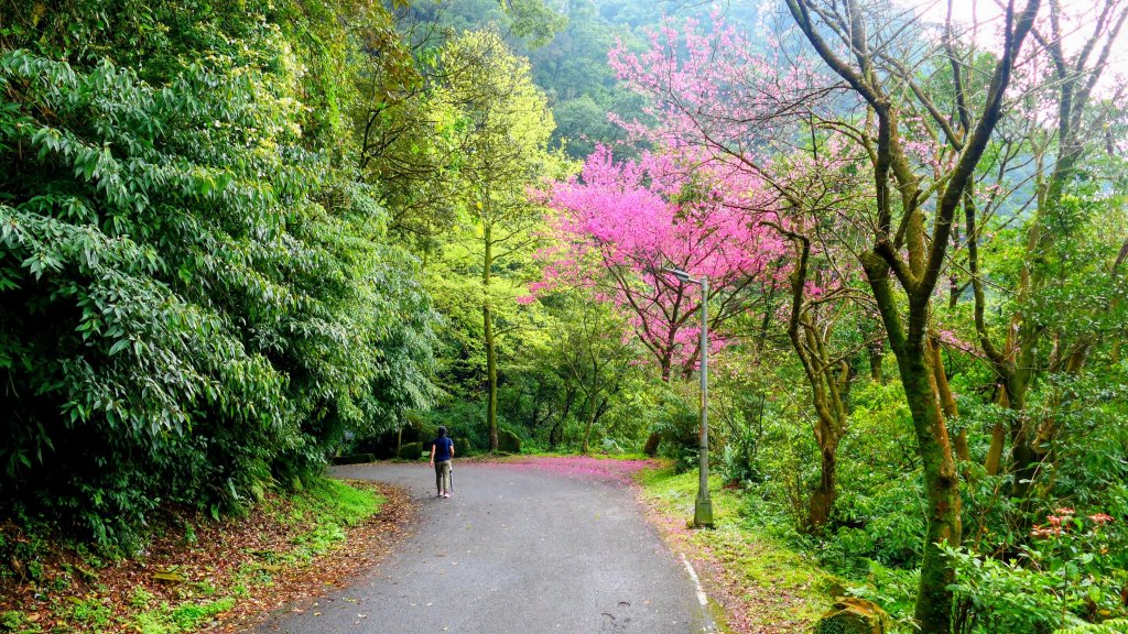 勤進路櫻花_3009728