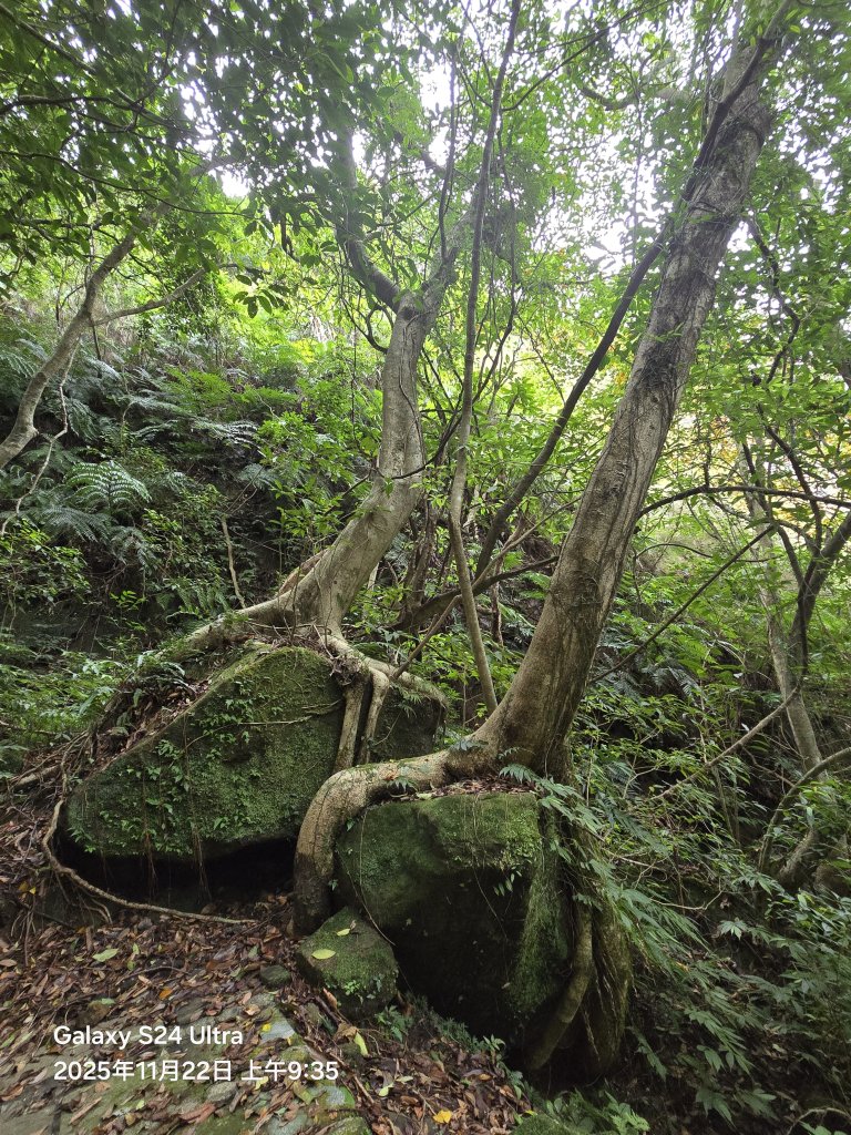 2025-11-22微笑山線：【五分山系】平溪小黃山段_2943288
