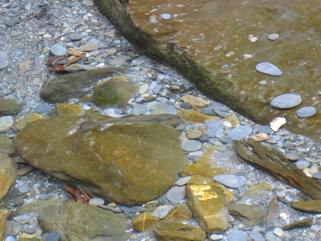 處處都是美景的合歡溪步道_1026166