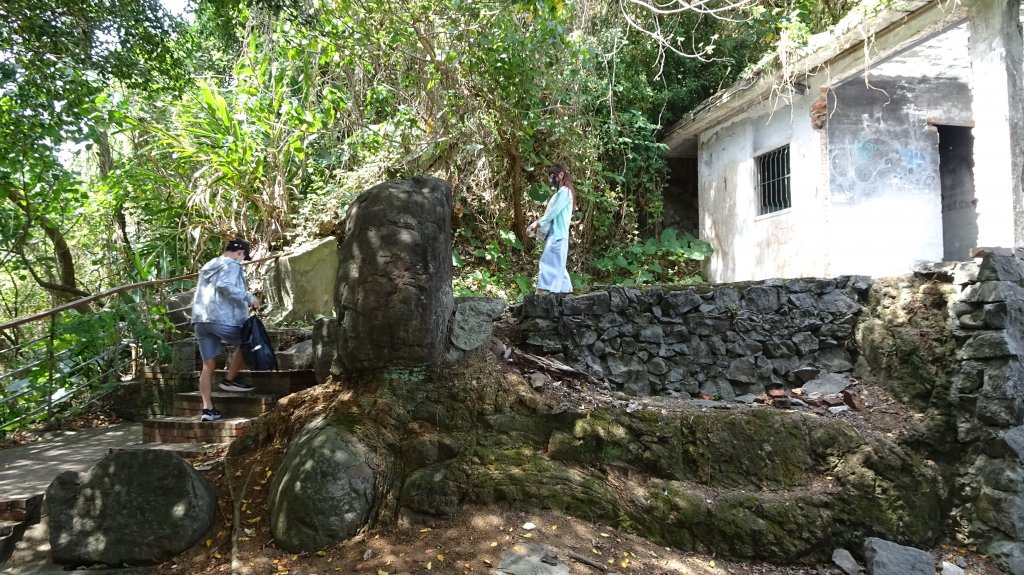 溫羅汀魚木,小觀音山,寶藏巖,尋寶步道,台大,芳蘭居_2115536