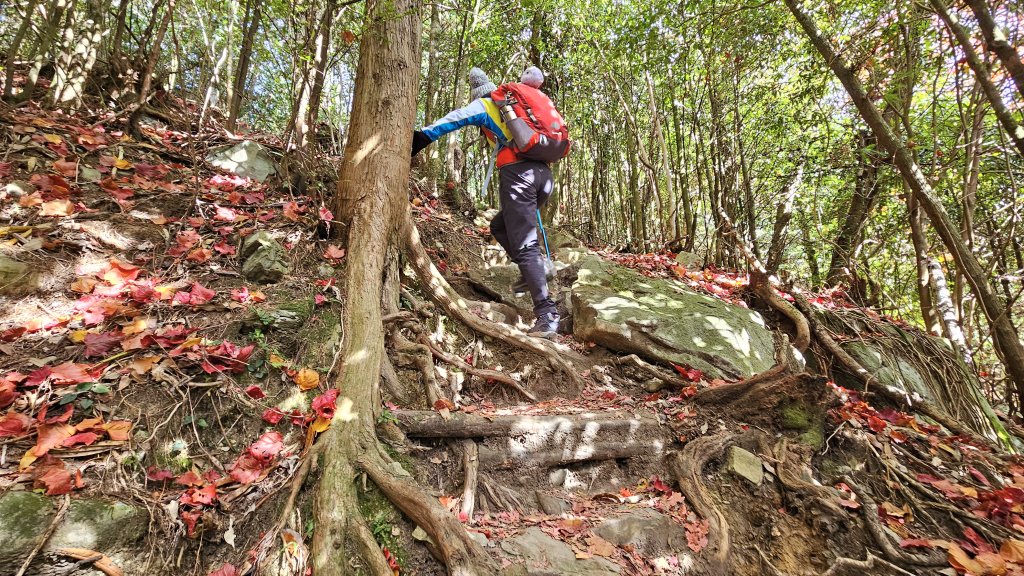 20251212稍來山賞楓_2964442