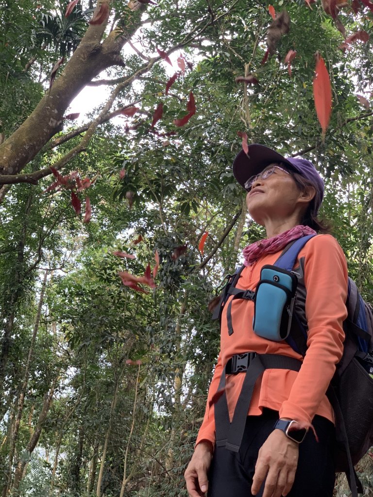 20240330台南雞九凍-雞胸山縱走_2470066