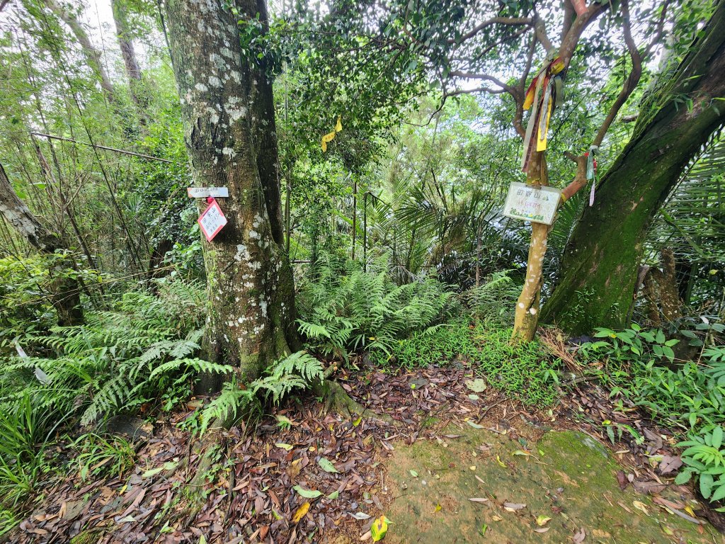 20250427大山背山田寮山毬子山騎龍山_2933650