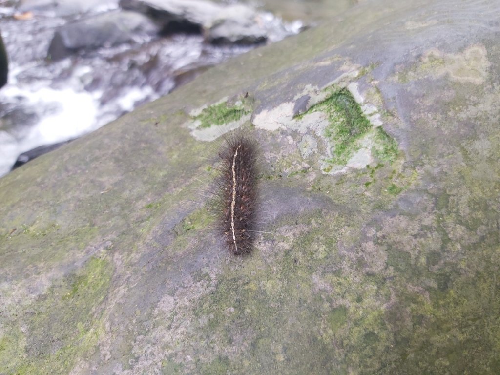 涼山瀑布步道_2203105