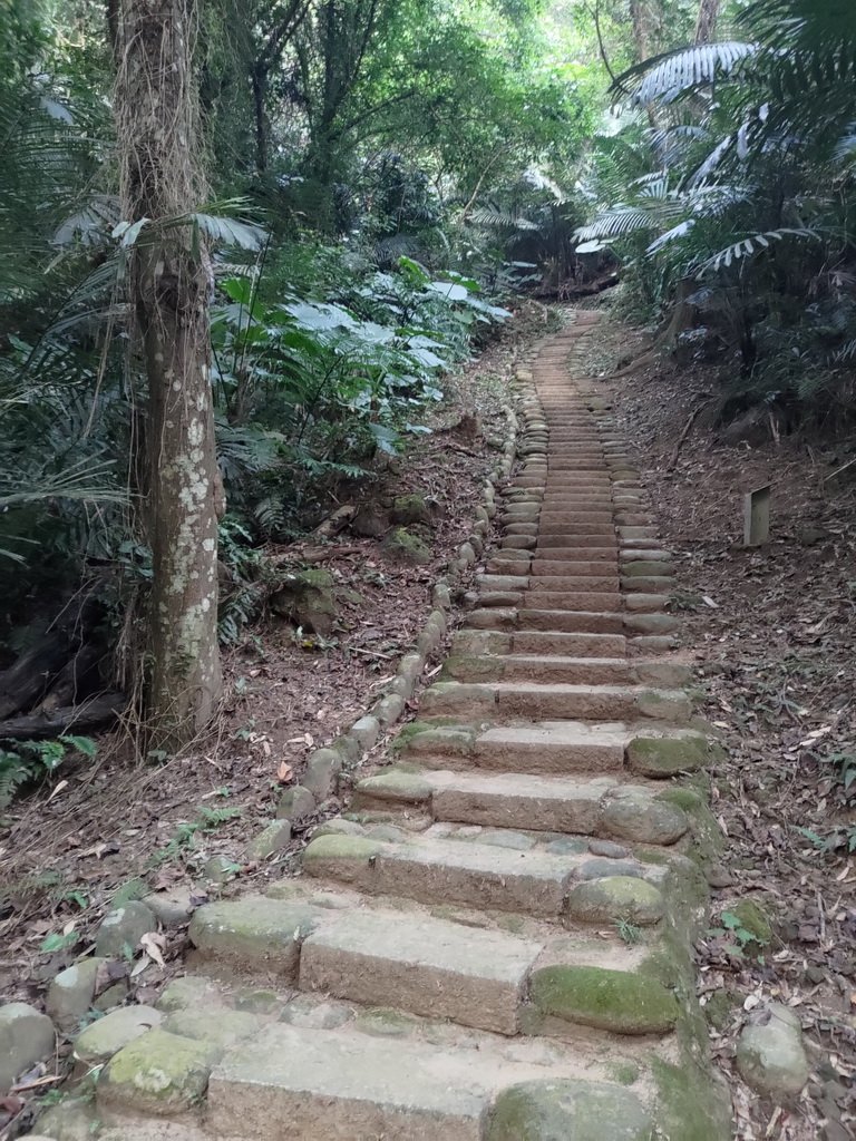 【新竹縣峨嵋鄉】藤坪步道_2833247