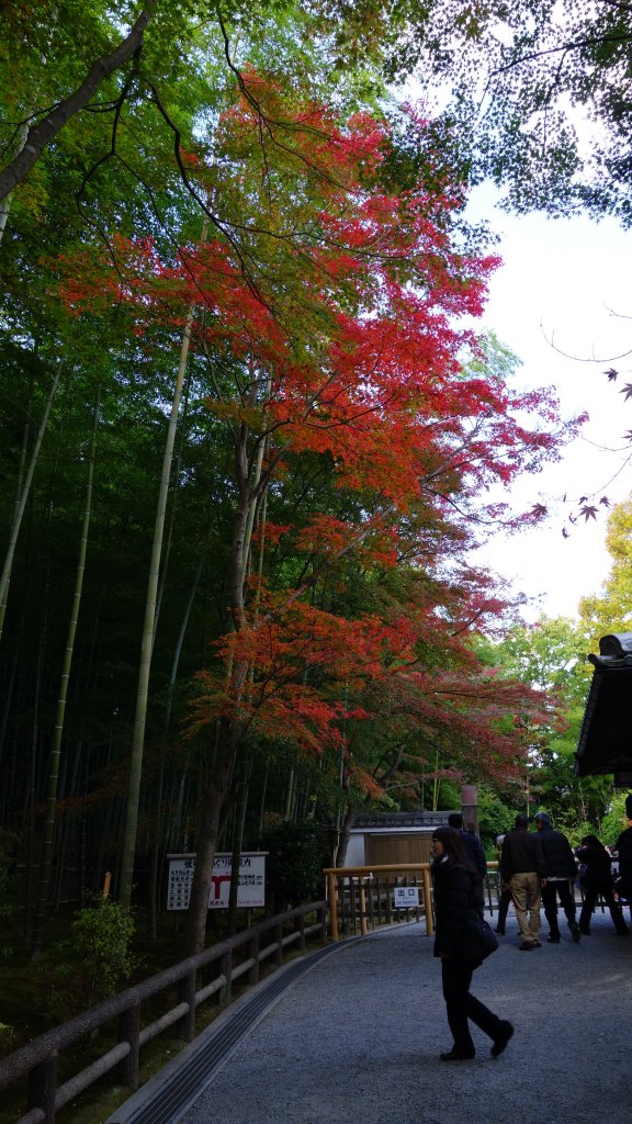 日本京都嵐山_652052